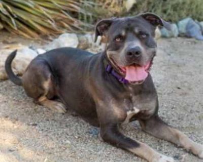 Buckey - American Staffordshire Terrier/Mixed Breed (Medium) Mix Male Dog for Adoption