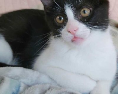 Subi Roo - Domestic Shorthair Male Kitten for Adoption