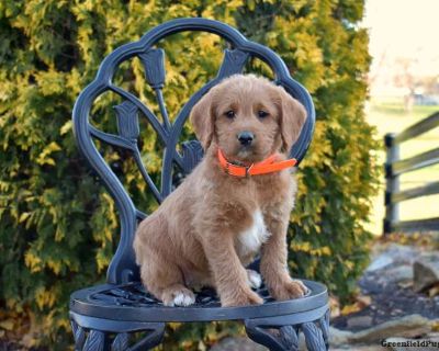 Meet your new BFF, Maple! This delightful Labradoodle puppy is vet checked & up to date on shots & wormer, plus comes with a health guarantee provided by the breeder! Maple is well socialized & currently being family raised with children!. Gender: Female Sire: Prince (Moyen Poodle-25LBS) Dam: Mia (Fox Red Labrador Retriever) Dam License# 10481 DOB: September 27th, 2025 Age: 7 Weeks Available: N...