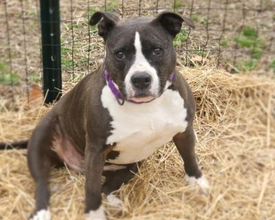 Sasha - Pit Bull Terrier Female Dog for Adoption