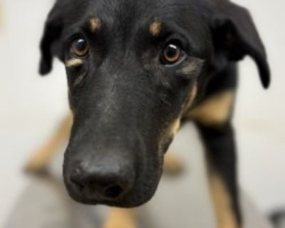 Lucy-Darling - Shepherd Mix Female Puppy for Adoption