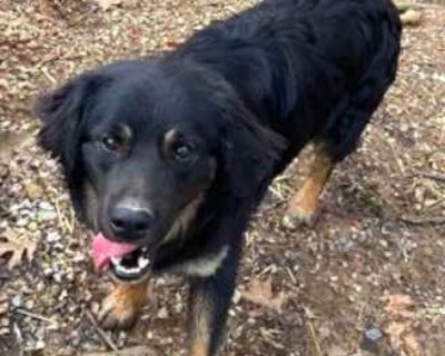 Buddy - Border Collie/Australian Shepherd Mix Male Dog for Adoption