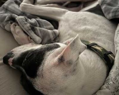 Buster - Staffordshire Bull Terrier Male Dog for Adoption