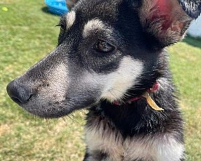 Babe - German Shepherd Dog/Husky Mix Female Dog for Adoption