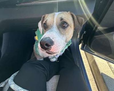 Charles - Jack Russell Terrier Male Dog for Adoption