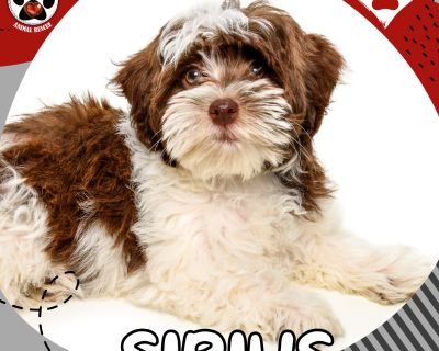 Sirius, lovingly called Si-Si, is a 3-month-old, small breed, brown-and-white floof born in rescue to her beautiful mama Kensi. Shes tiny, dainty, and full of happy puppy energyzoomies, toy chasing, pinecone hunting, and then crashing into a snuggly nap on your feet. Si-Si is doing great with potty training for her age, using washable potty pads indoors and going outside on a routine, and she a...