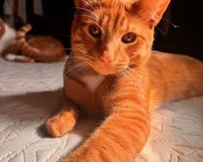 Pio - American Shorthair Male Cat for Adoption