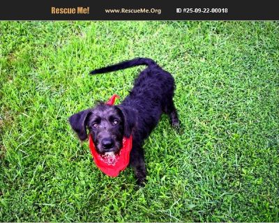 Please meet sweet Labradoodle puppy Remi. Remi is well behaved for the puppy he is. He is believed to be house trained. Remi walks on a leash. He does not jump up on people, and he gets along great with other dogs. Remi will make an excellent family member and friend. And if you are looking to adopt two pets please consider Remi's brother Joey. If you need a couple nice little companions like R...