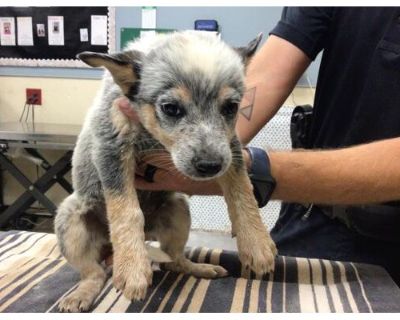 Dog - Australian Cattle Dog Female Puppy for Adoption