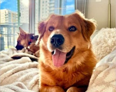 Hi, I'm Stewart - a 3-year-old Golden Retriever and Chow mix, weighing in at a solid 62 pounds (okay, maybe a few too many treats, but I'm working on it). I've got a golden coat that turns heads everywhere I go. People always tell me I'm so handsome - and honestly, I can't disagree. I'm a calm, gentle soul who loves quiet moments just as much as I love a good walk around the block. I'm friendly...