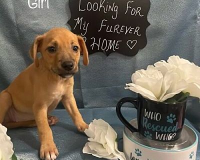 Rue - Rat Terrier/Mixed Breed (Medium) Mix Female Puppy for Adoption