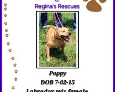 Poppy - Yellow Labrador Retriever Female Dog for Adoption