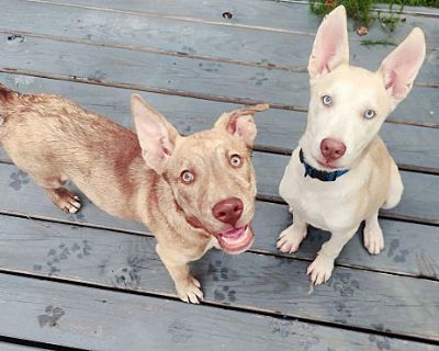 Romeo - Husky Male Puppy for Adoption