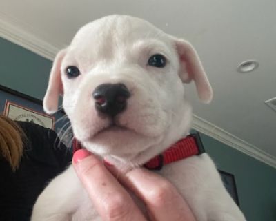 Bode - Bull Terrier Mix Male Puppy for Adoption