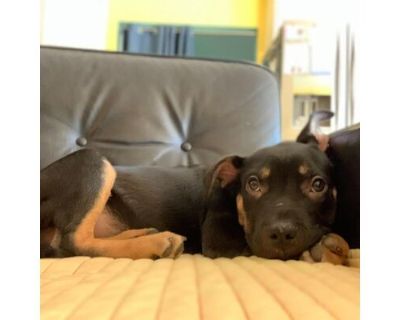 Stitch - Rottweiler/Mixed Breed (Medium) Mix Male Puppy for Adoption