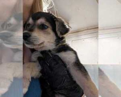 Baby * Location Calgary, Alberta, T2A4V9 Canada Canada *. Dog Breed: Shepherd / Labrador Retriever / Mixed. Additional Information Was the Dog Found No