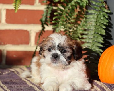Empress - 8 Weeks Female Shih Tzu Puppy for Sale