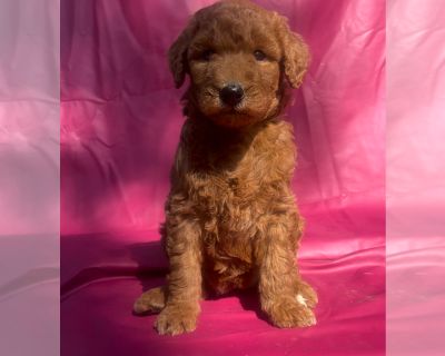 Litter of 6 - Goldendoodle Male Puppy for Sale