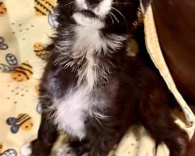 Anaya - Border Collie/Australian Shepherd Mix Female Puppy for Adoption