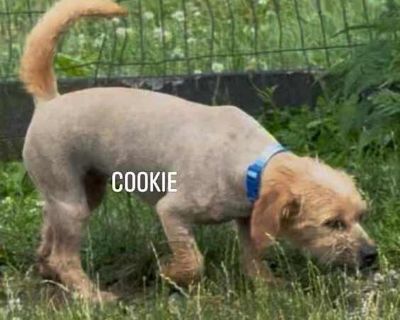 Cookie - Yorkie, Yorkshire Terrier/Beagle Mix Male Dog for Adoption