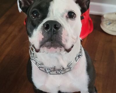 American bulldog mix with english bulldog.