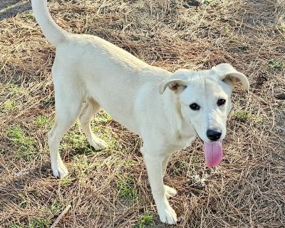 Meet Bridget! One quiet morning, Bridget was found curled up asleep in the middle of a bridge alone and unsure, but still full of hope. Thankfully, a wonderful person stopped to help her and has been lovingly fostering her ever since, showing her what kindness and safety feel like. Bridget loves every person she meets and gets along beautifully with other dogs. Shes a playful puppy with a heart...