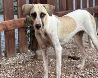 Sahara - Labrador Retriever/Greyhound Mix Female Puppy for Adoption