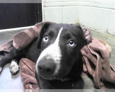 DAKOTA - Labrador Retriever Mix Female Puppy for Adoption