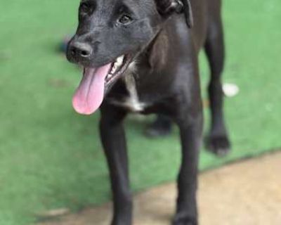 Patter - Chihuahua/Patterdale Terrier (Fell Terrier) Mix Male Puppy for Adoption