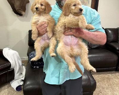 Goldendoodles