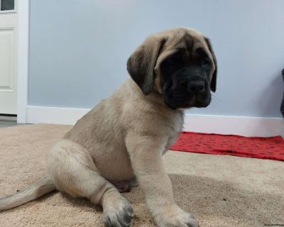 Jim - English Mastiff Puppy For Sale in Pennsylvania