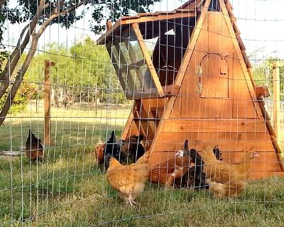 ON SALE- Beautiful Chicken Coops For Your Hens -PORTABLE AND EASILY WINTERIZED