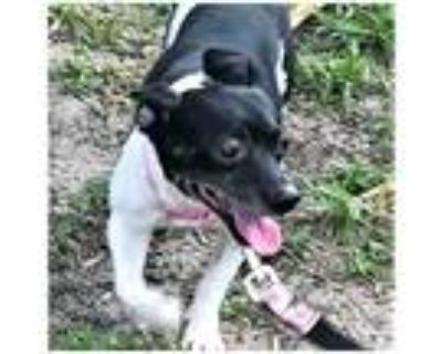 Ricky, Rat Terrier For Adoption In Tavares, Florida
