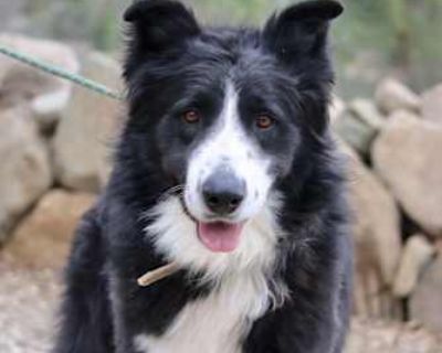 Chino - Border Collie/Alaskan Malamute Mix Male Dog for Adoption