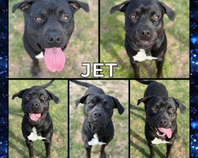 Jet (Mac) - American Pit Bull Terrier/Mixed Breed (Medium) Mix Male Dog for Adoption