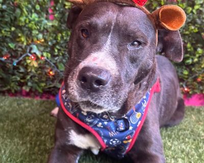 Exciting News: This adorable pup will be at an adoption event near you! Check our website: https://AmazingDogsRescue.org/dogs/ Or call 888.508.8943 (Monday to Sunday, 8 AM to 8 PM).. Out-of-town pets are cared for by non-local organizations who can make arrangements for the pet to be transported to your area. Learn More. Adult Male Medium Black , White / Cream