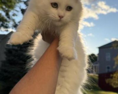 Sky Male Kitten - Ragdoll Male Kitten For Sale