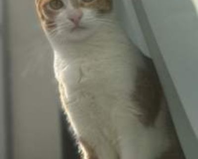 Meet Shinx Shinx is a beautiful 4-year-old orange tabby mix with the softest fur and an even softer heart. She s a little shy at first, but once she warms up, she s an absolute cuddle bug who loves nothing more than curling up beside you for snuggles and quiet company. Shinx is fully litter trained and gets along well with calm cats. She s also pretty easygoing with dogs and tends to quietly ig...