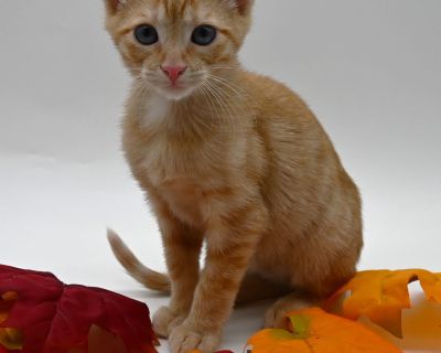 Yakko is a 3-month-old orange kitten with a heart as warm as his bright, sunny coat. This little boy is incredibly sweet, gentle, and affectionate. He loves being around people and is always ready for attention, cuddles, and playtime. Yakko has that classic orange-kitten charm. He s playful, curious, and full of purrs, but he also enjoys settling in for quiet moments with his favorite humans. W...