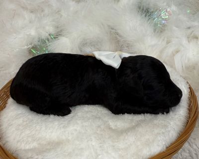 Im Cici s adorable Black Mini Poodle, White Boy. Both my parents have great temperaments and have been genetically health tested. My Mom is a 9lb Poodle and my dad is a 6lb Poodle. I have removed my dewclaws, had my tail docked, received early neurostimulation and litter box training, and will have all my deworming and first puppy vaccines and a thorough nose-to-tail vet examination before I co...