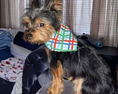 Lucky - Terrier (Unknown Type, Small)/Yorkie, Yorkshire Terrier Mix Male Dog for Adoption