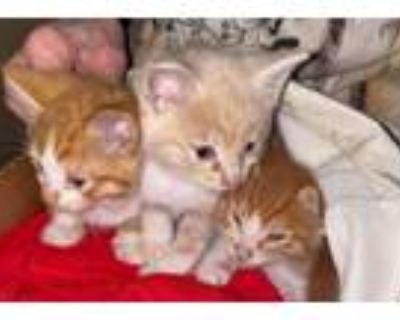 Adopt Orange Kitten Litter To Foster - New Arrivals! a Tabby