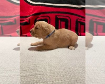 4 Weeks Old * Size at Maturity: Large * Availability Date: 11/21/2025 * Shipping Area: Pick Up Only * Payment Method: Money Order/Cashier's Check, Paypal, Cash *. This adorable Golden Retriever puppy has been lovingly raised in our home with three children, making him well-socialized, gentle, and full of playful energy. He is up to date on all vaccinations, has been vet checked, and both of his...