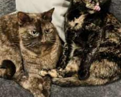 OLIVE & GINGER (BONDED PAIR)(COURTESY POST) - Domestic Mediumhair Female Cat for Adoption