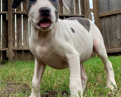 Gemini Morriss - Pit Bull Terrier Mix Female Puppy for Adoption