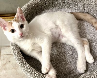 ADOPTION PROCESS: Copy and paste into your web browser to apply. https://www.shelterluv.com/matchme/adopt/TITD/Cat Fawn female DOB 8/15/2025 Foster Kiki Fawn is a very loving, outgoing, adventurous and extremely playful girl! Also loves to be held and cuddled and played with. Loves cuddling with Prom and Tippytoe. Really loves other kitties too and very likely dog friendly as well. She s a real...