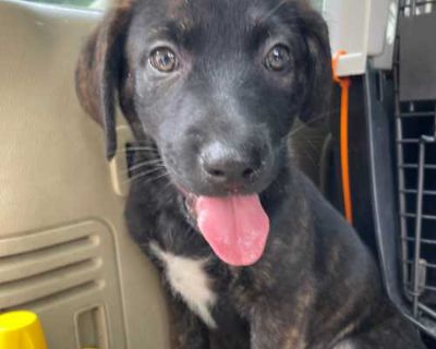 SGT Pebbles - Dutch Shepherd Male Puppy for Adoption