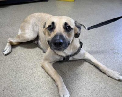 Coco - German Shepherd Dog Female Dog for Adoption