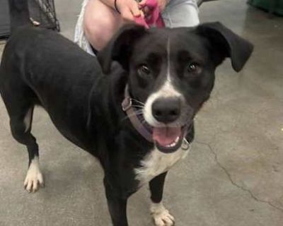 Layka - Pointer/Labrador Retriever Mix Female Dog for Adoption