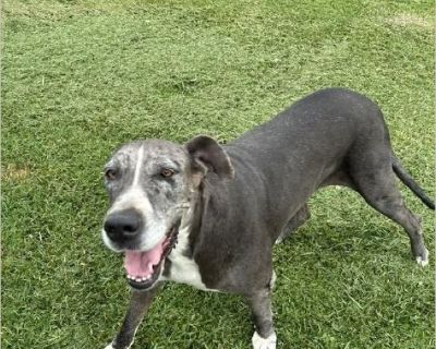 My Father left behind his Great Dane when he passed away earlier this year. None of us have the capability to keep her and PROPERLY care for her. Penny needs a loving home, she is an outside dog currently, but well behaved when brought in for extreme weather and gets along well with other dogs. *Penny will be 7 years old in December. *She is full blood Great Dane. *She is currently due for a ve...